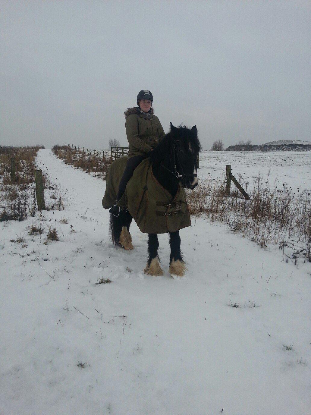 Irish Cob Alanas Lasair billede 46