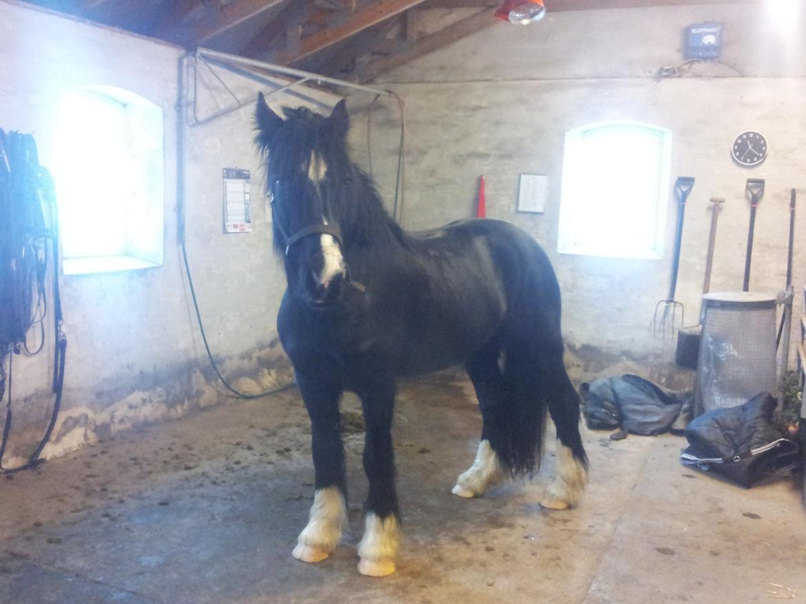 Irish Cob Alanas Lasair billede 47