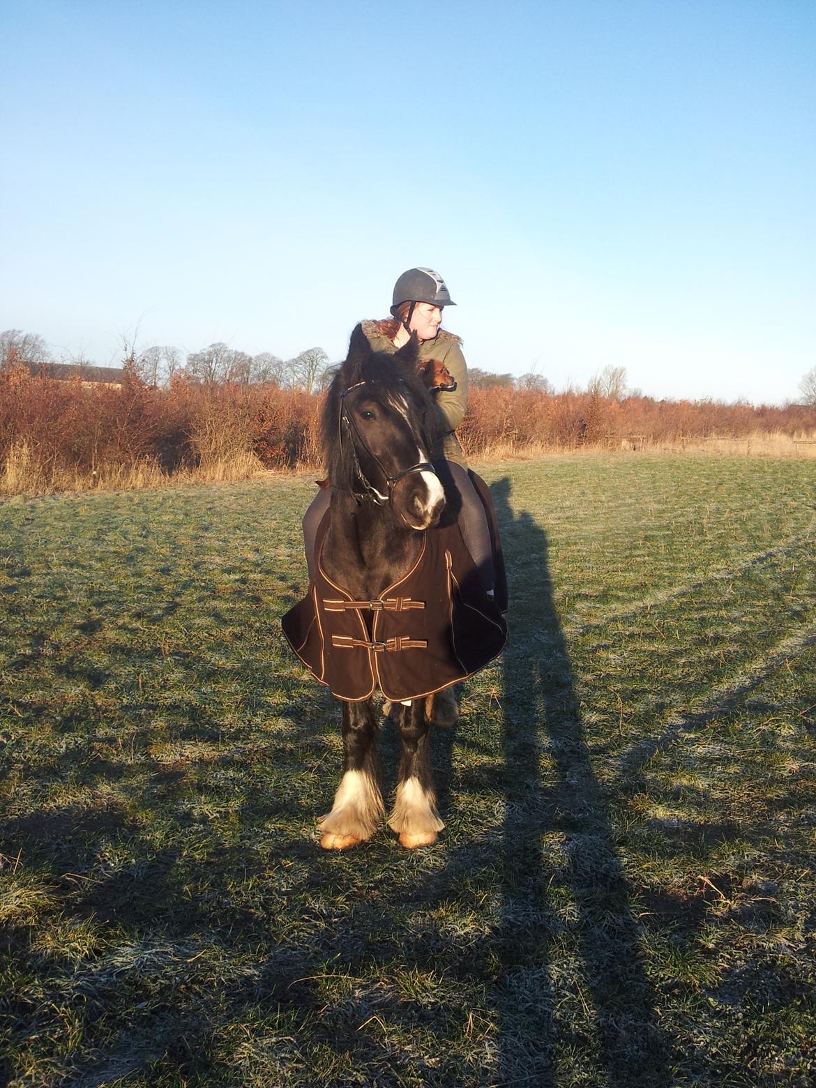 Irish Cob Alanas Lasair billede 3