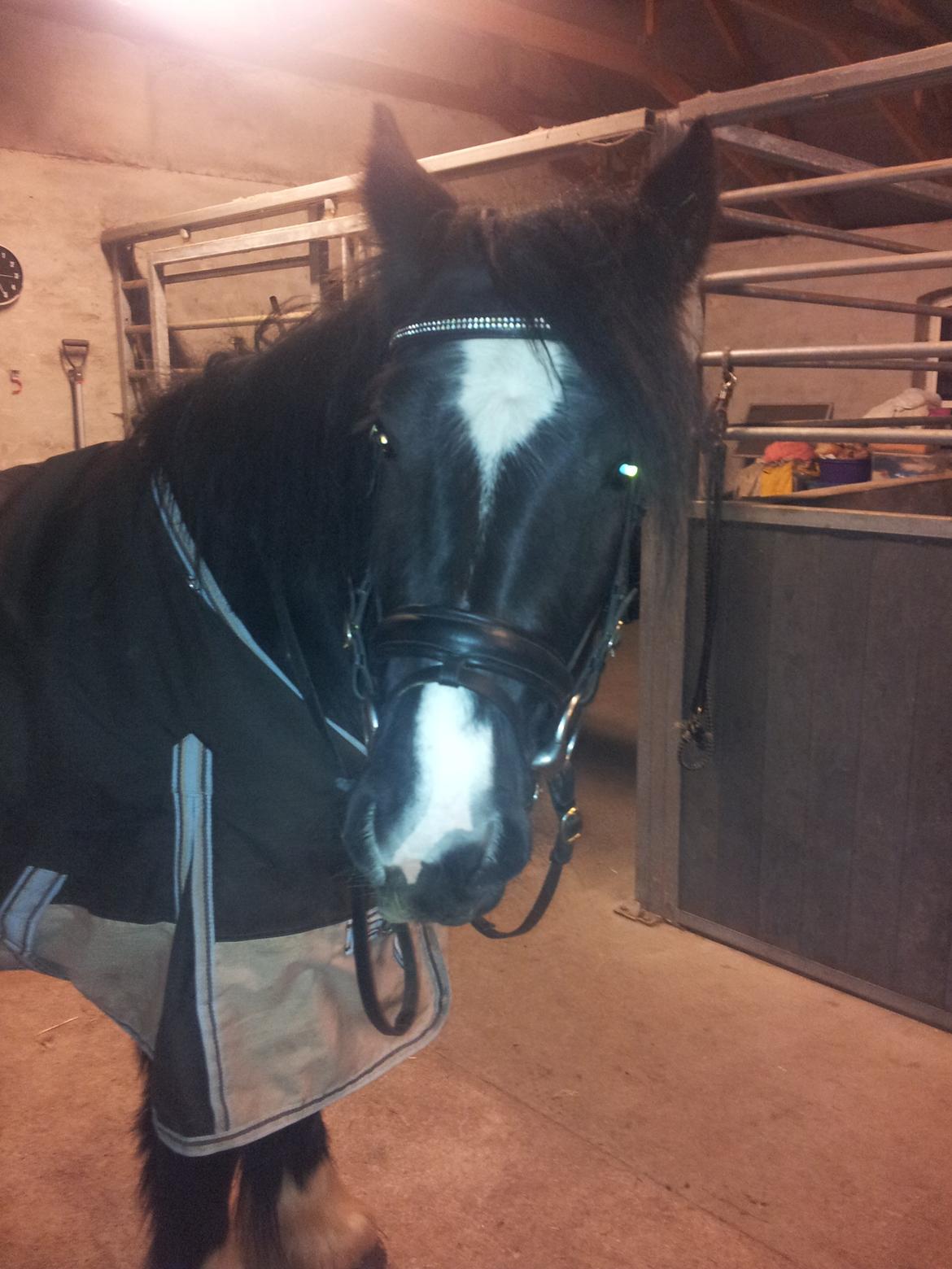 Irish Cob Alanas Lasair billede 48