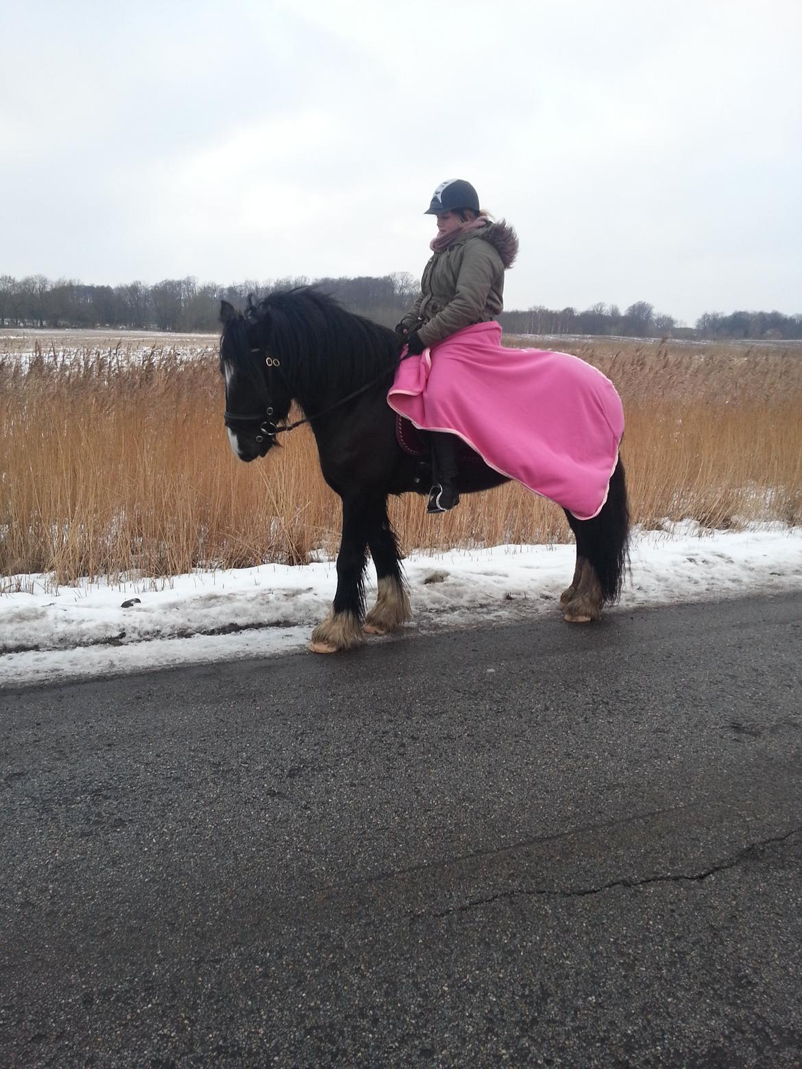 Irish Cob Alanas Lasair billede 5