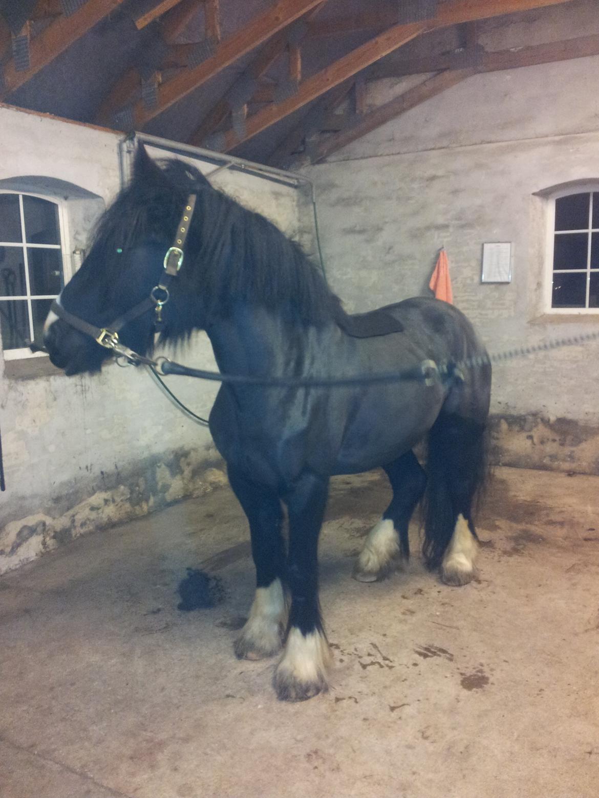Irish Cob Alanas Lasair billede 50