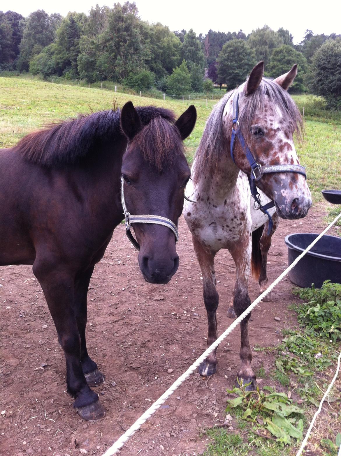 Anden særlig race spirit billede 11