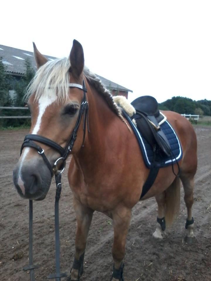 Tyroler Haflinger Minka af Brunbjerg - Klar til undervisning d.12/9 - så dygtig! billede 15