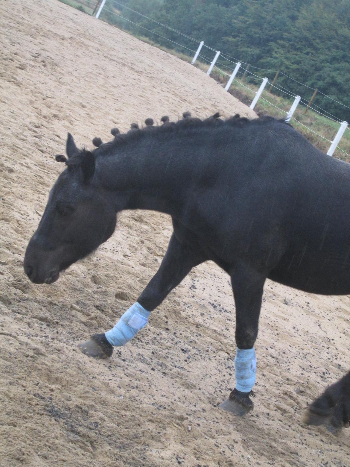 Anden særlig race spirit billede 12