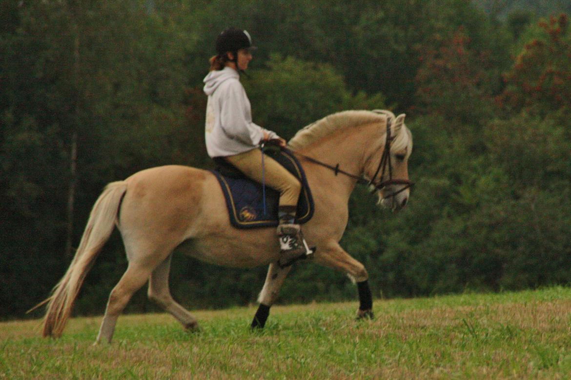 Fjordhest Fe dyret <3 (passer) - nyt billede 4