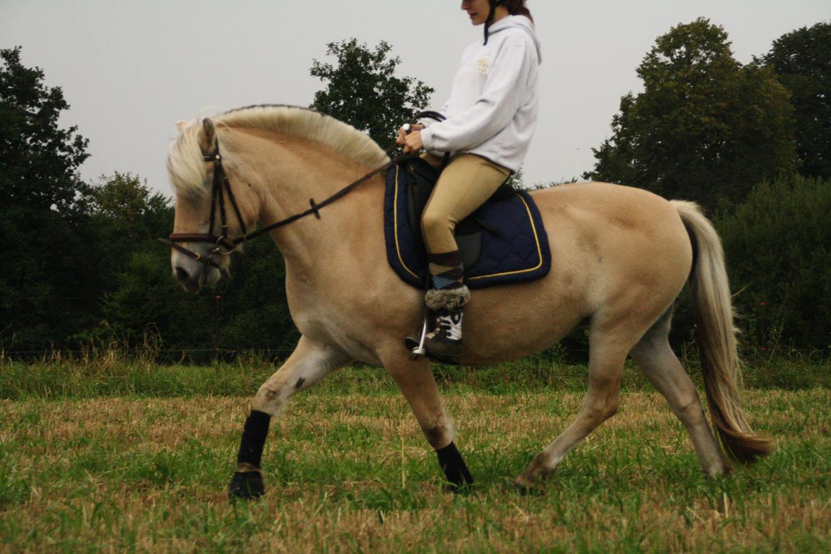 Fjordhest Fe dyret <3 (passer) - nyt billede 13