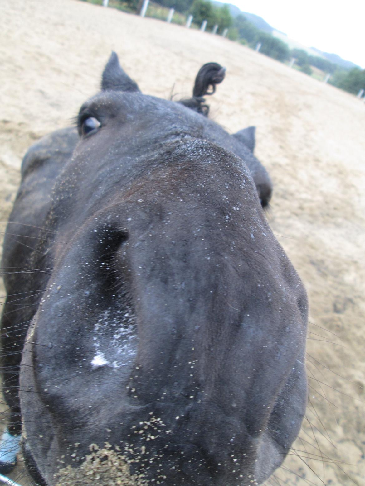 Anden særlig race spirit billede 13