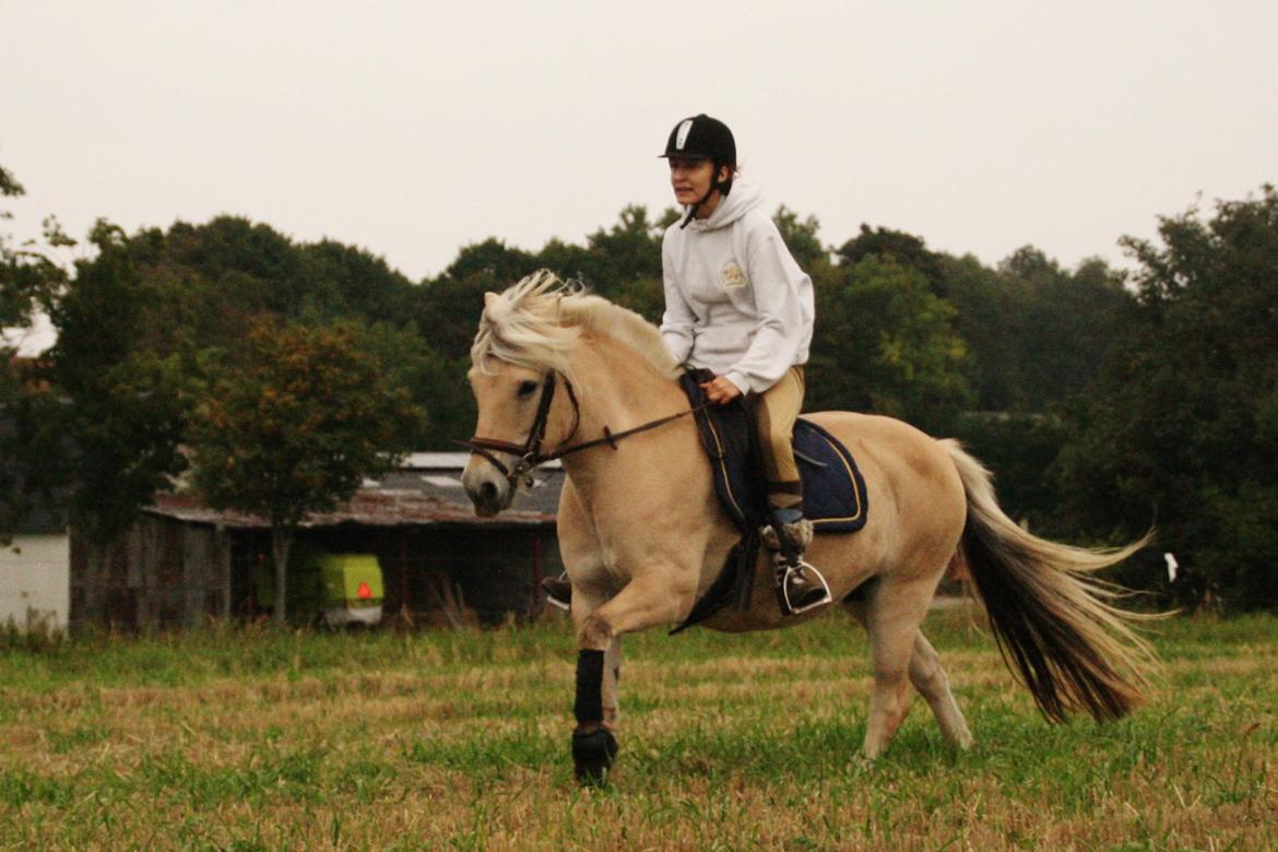 Fjordhest Fe dyret <3 (passer) - nyt 12-09-2013 billede 10