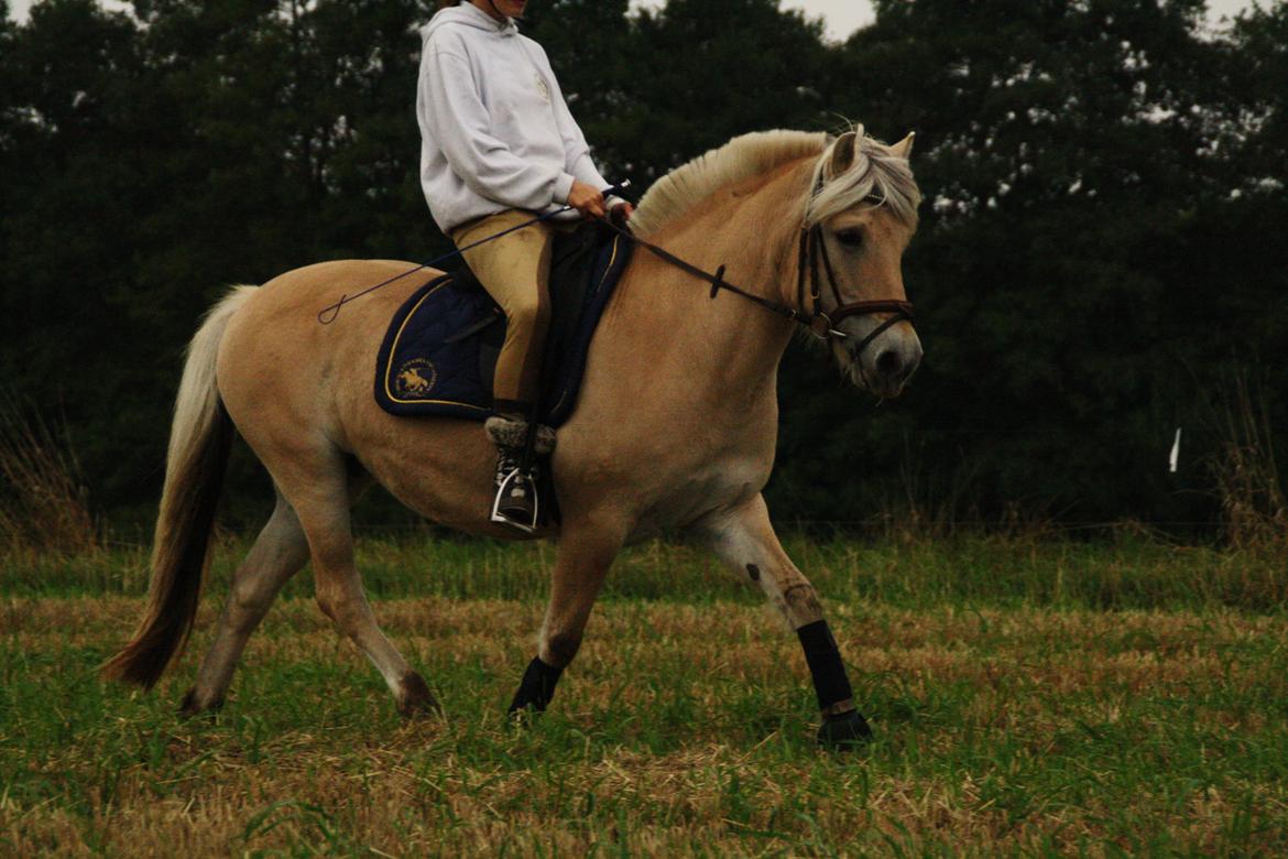 Fjordhest Fe dyret <3 (passer) - nyt billede 17