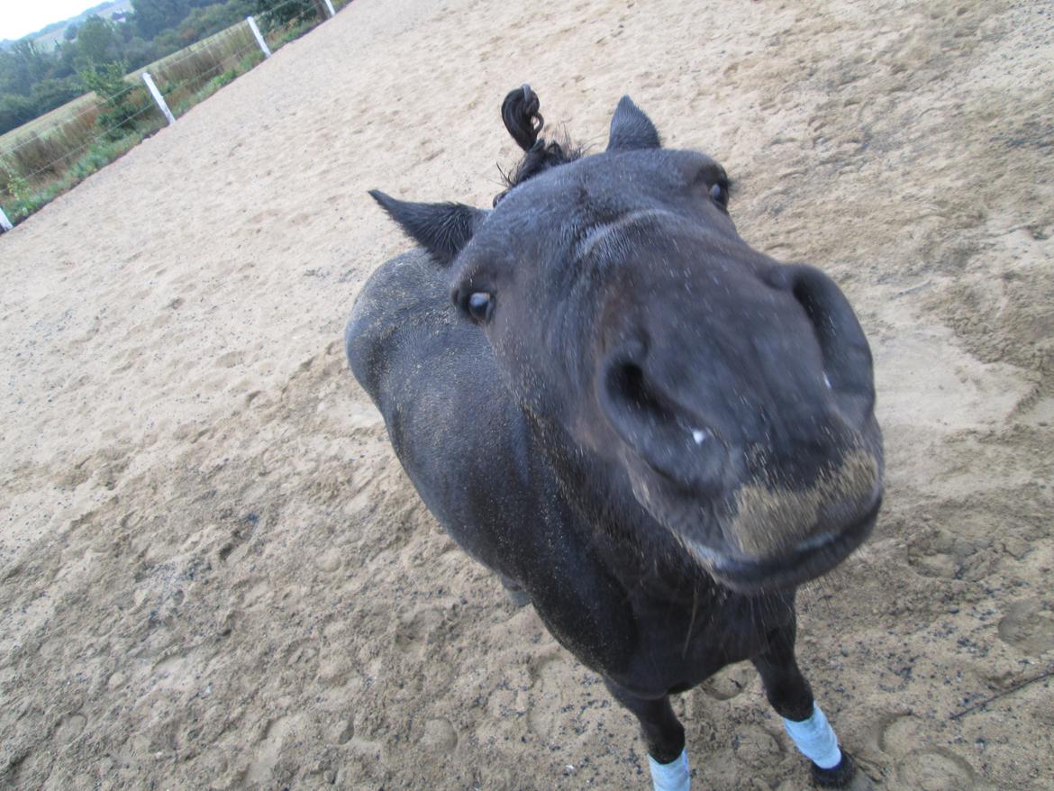 Anden særlig race spirit billede 14