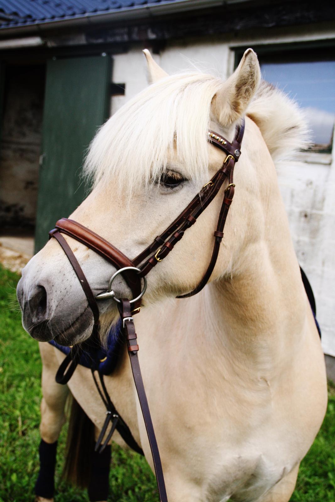 Fjordhest Fe dyret <3 (passer) - Nyt 18-8-2013 billede 1