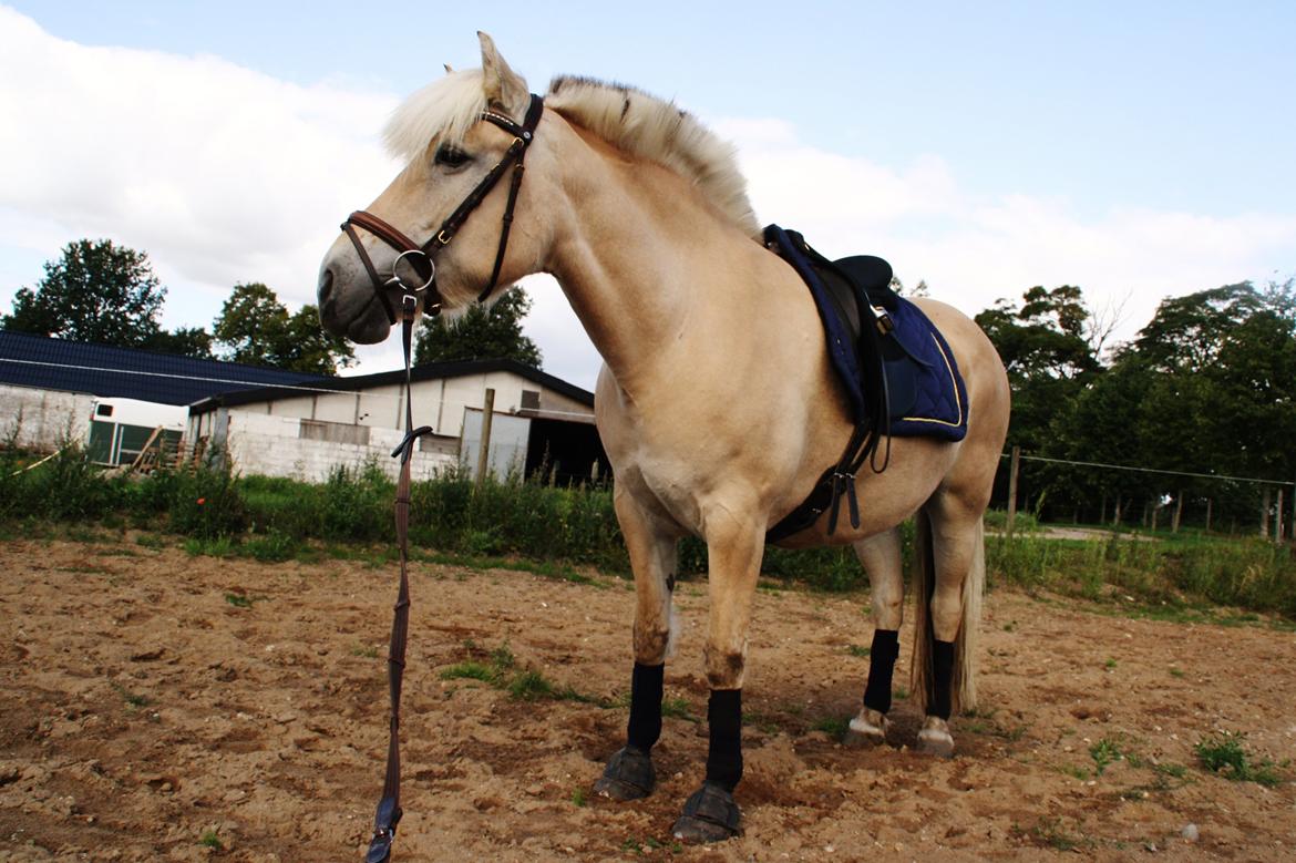 Fjordhest Fe dyret <3 (passer) - nyt billede 15