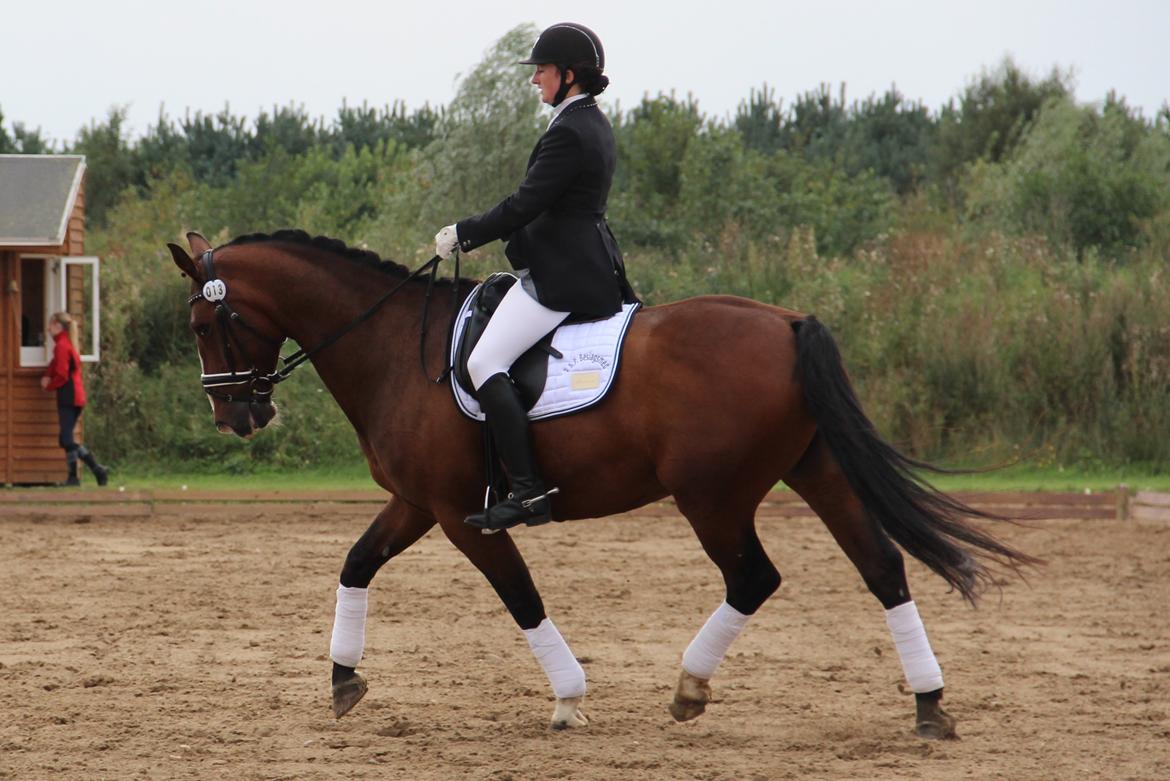 Dansk Varmblod Kalumhus' Kazio - GRK c-stævne September 2013 70,97 i LA1 billede 7