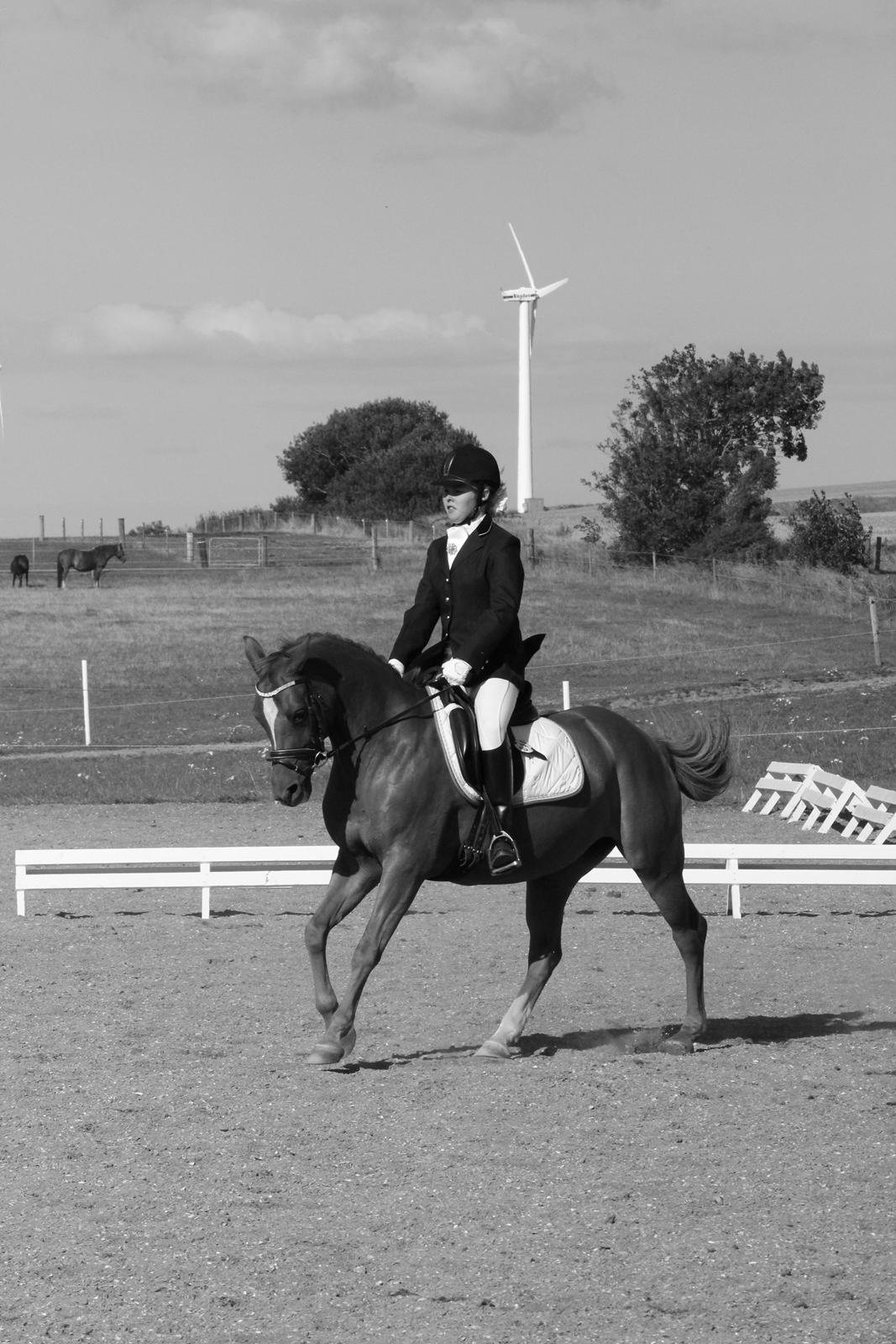 DSP LIND'S PENELOPE M. - Tykke pony.. billede 13