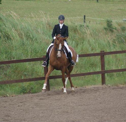 Dansk Varmblod Søndermarkens Fieldman - Fille og jeg MB3A klubmesterskab 2013 billede 1