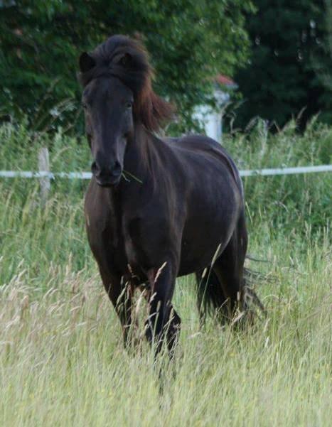 Islænder truggur fra svanheim billede 5