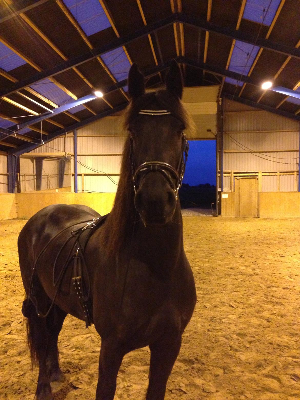 Frieser Karstina billede 10