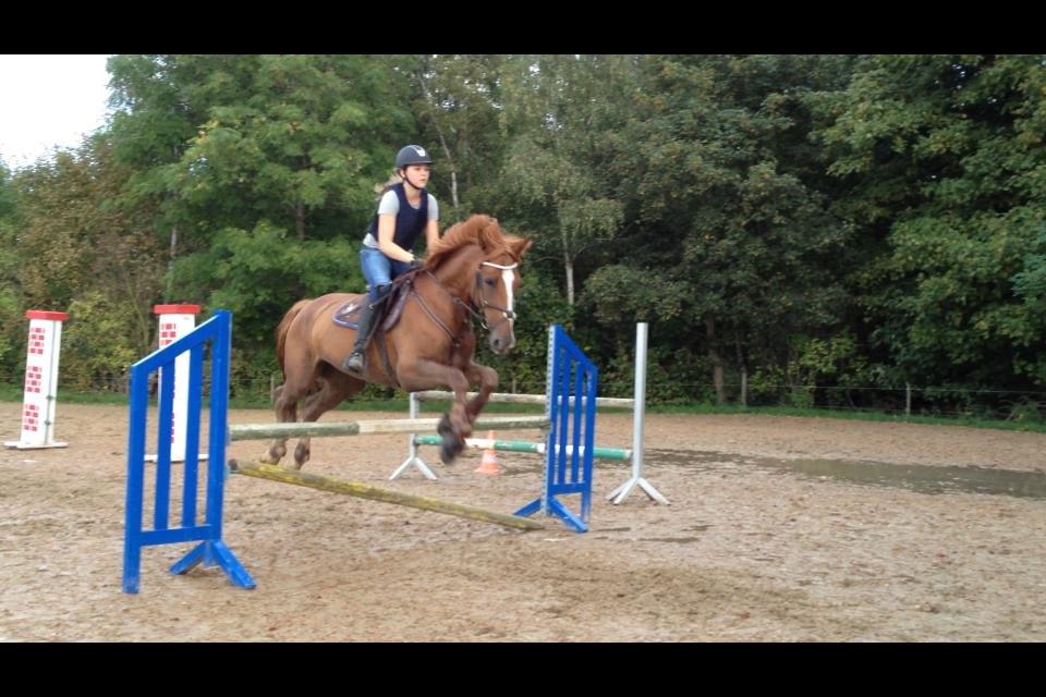 Fransk Varmblod Pickpocket - 2. sidste springtræning på min baby <3 billede 4