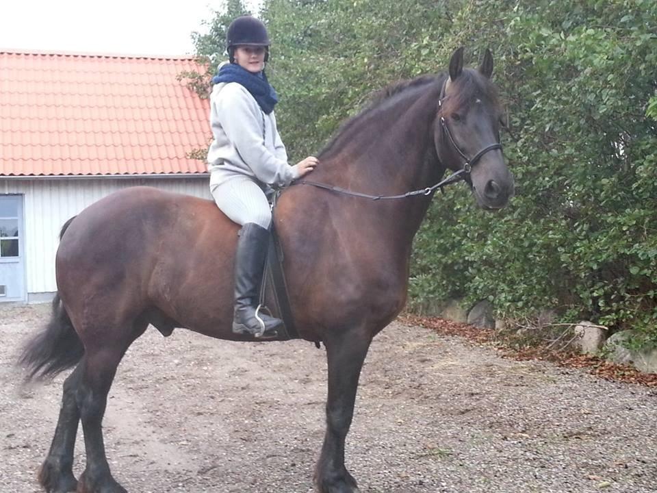 Frieser Branco af Stasevang - Brancos nye bidløse trense!
Han er en stjerne, min stjerne! billede 9