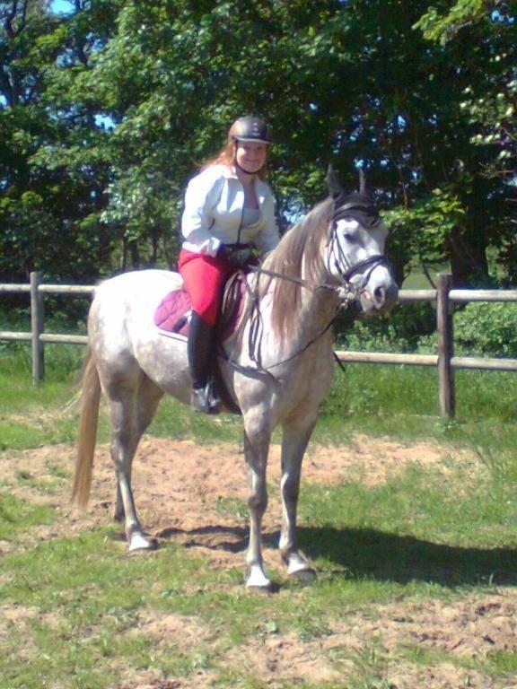 Arabisk fuldblod (OX) CA Nesco billede 14