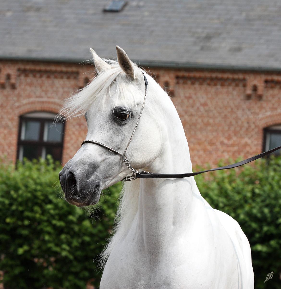 Arabisk fuldblod (OX) Wanetta billede 1