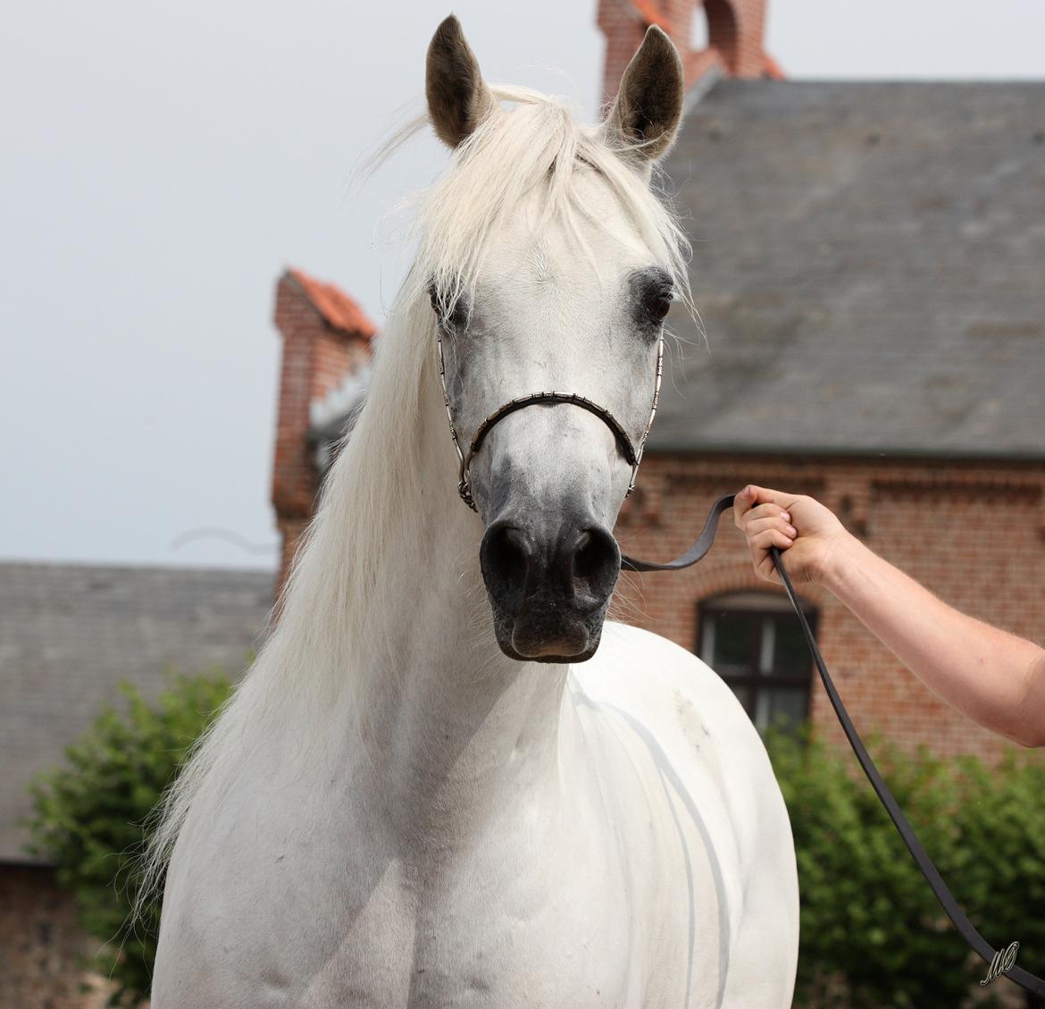 Arabisk fuldblod (OX) Wanetta billede 2