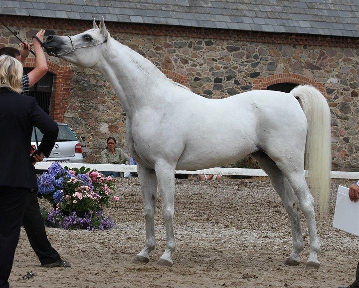 Arabisk fuldblod (OX) Wanetta billede 3