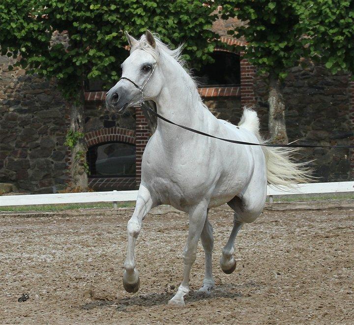 Arabisk fuldblod (OX) Wanetta billede 4