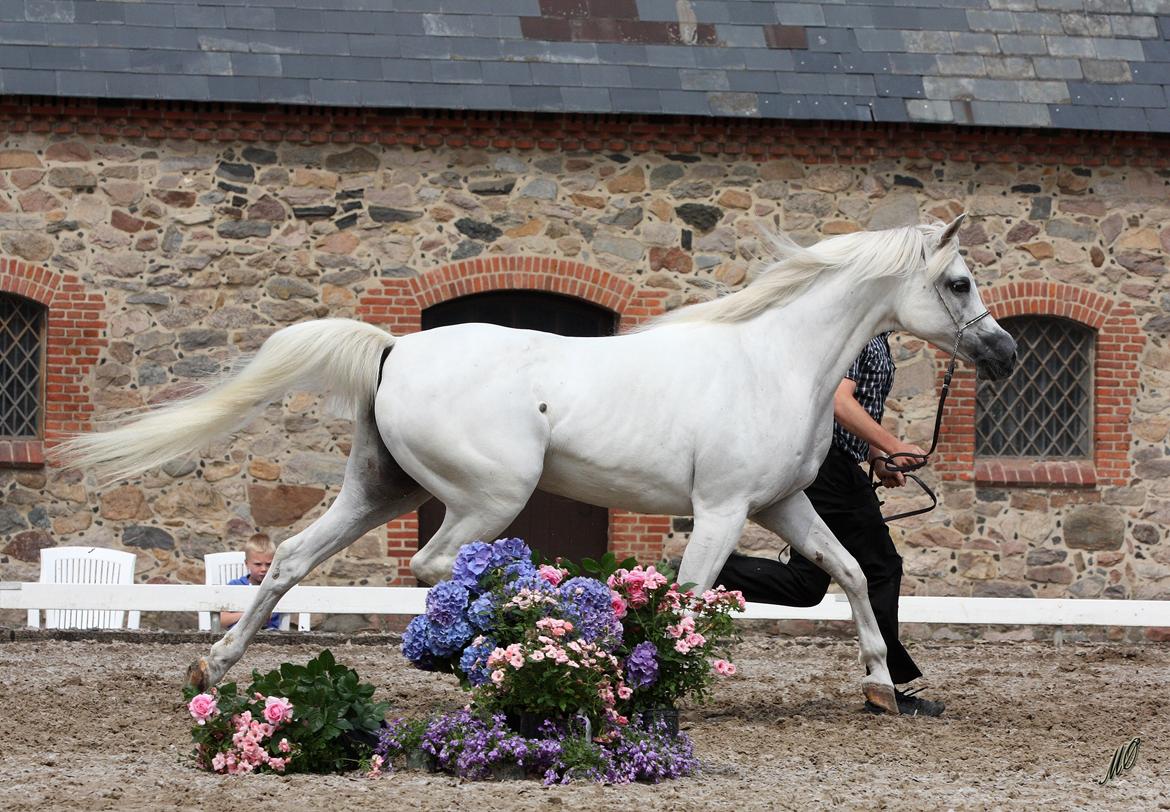 Arabisk fuldblod (OX) Wanetta billede 5