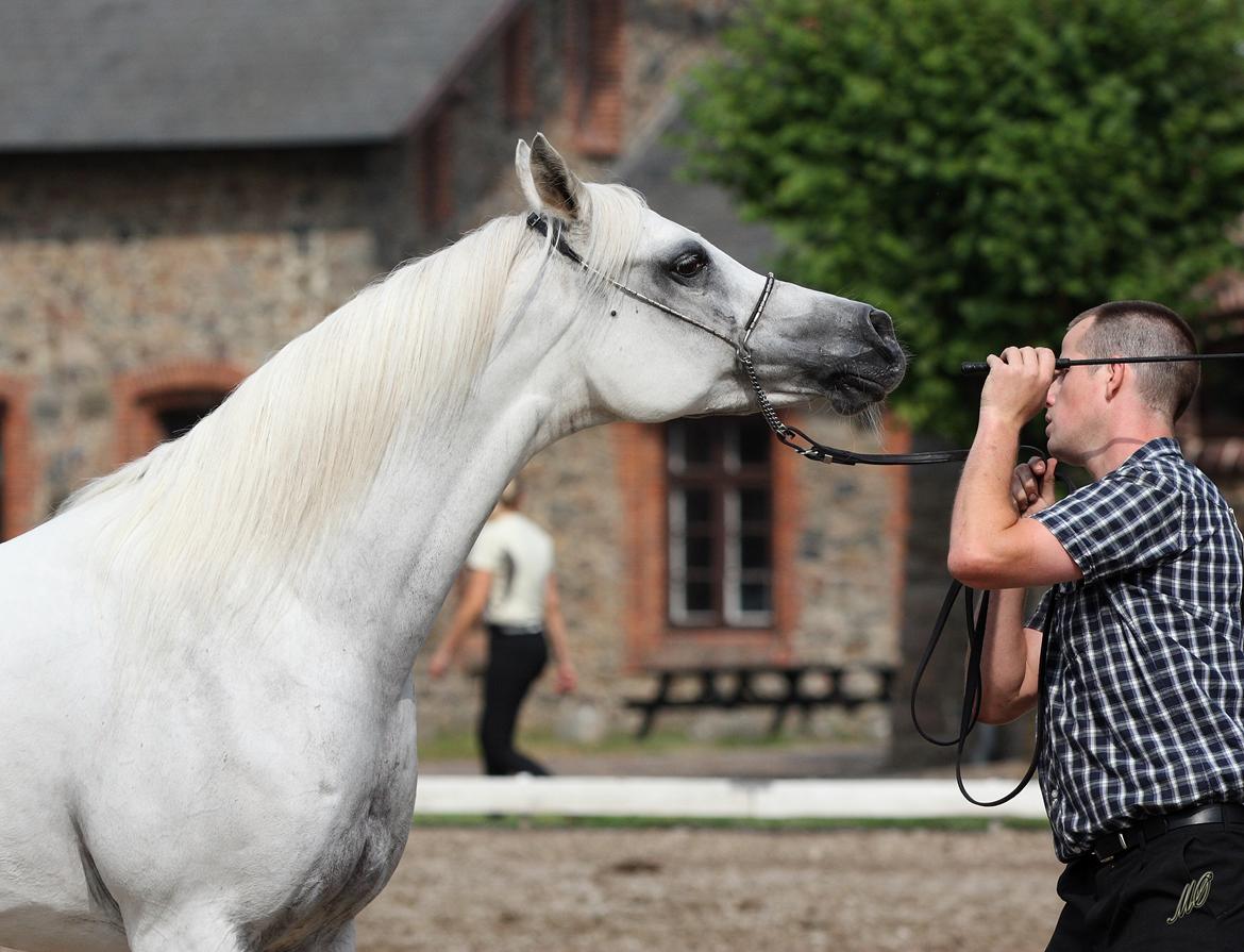 Arabisk fuldblod (OX) Wanetta billede 6