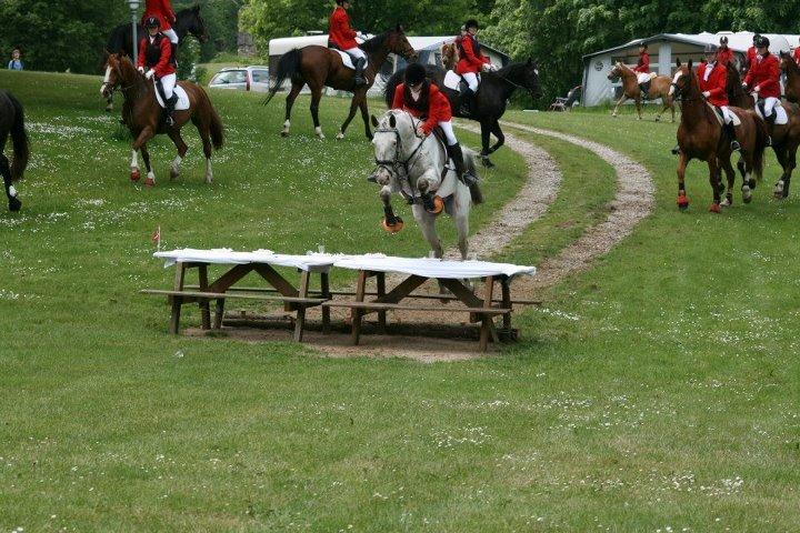 Knabstrupper Pinnochio - Rævehalejagt (Møn) 2012 -fuldført billede 8