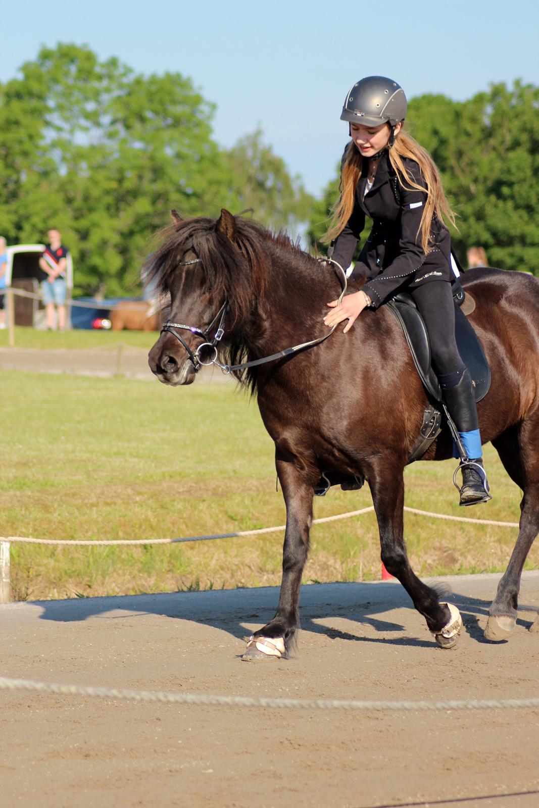 Islænder Hrafntinna fra Langtved billede 12