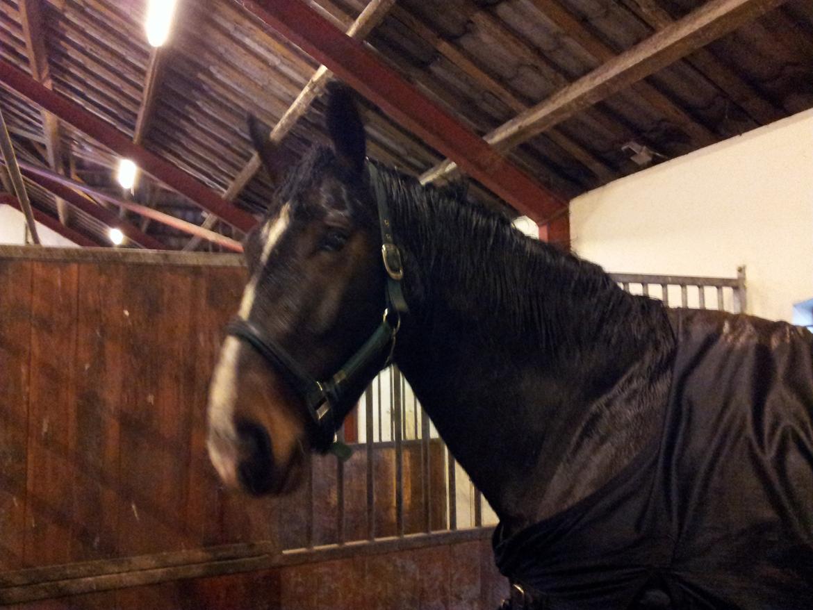 Dansk Varmblod Urkon af Enggaarden billede 2