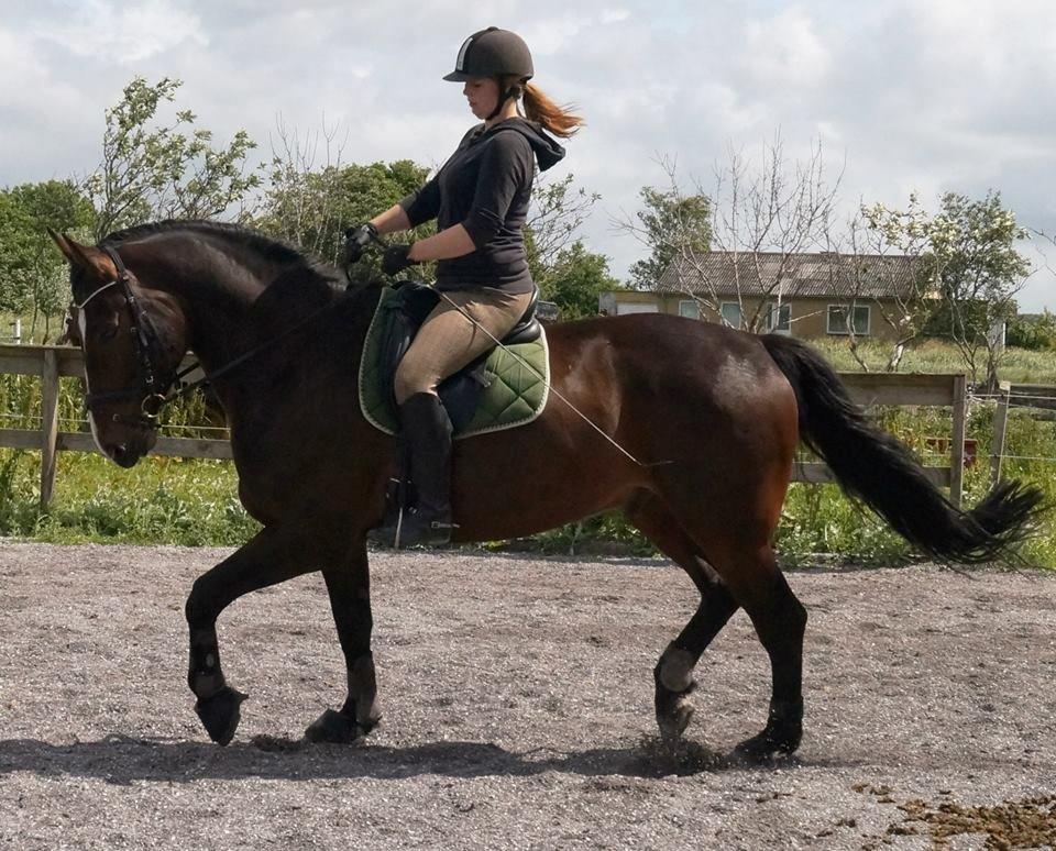 Dansk Varmblod Urkon af Enggaarden billede 3
