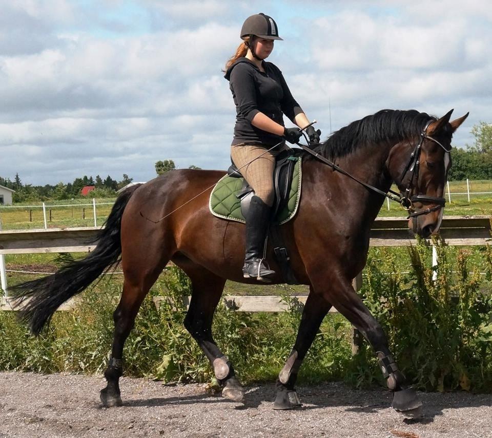 Dansk Varmblod Urkon af Enggaarden billede 4