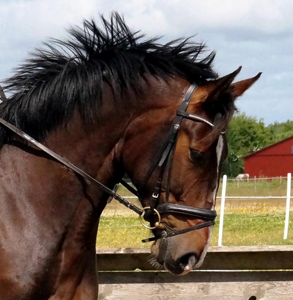 Dansk Varmblod Urkon af Enggaarden billede 5