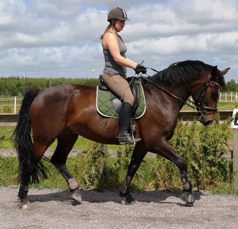 Dansk Varmblod Urkon af Enggaarden billede 6