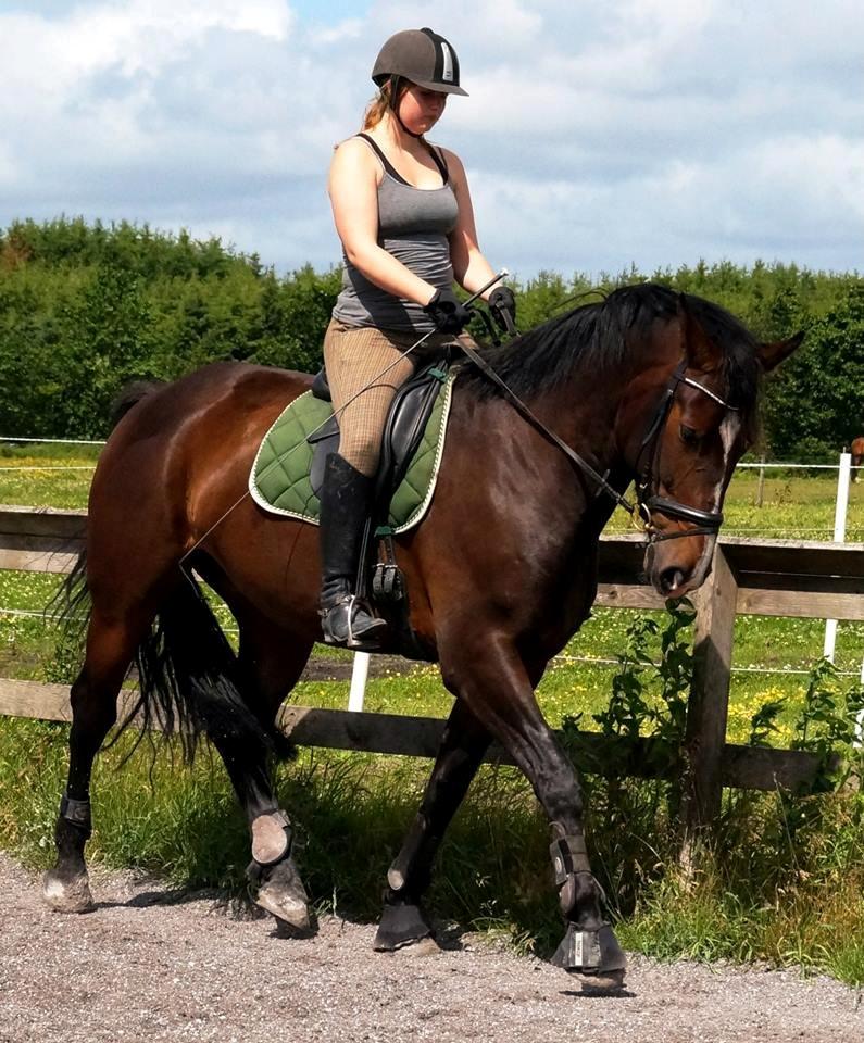 Dansk Varmblod Urkon af Enggaarden billede 7