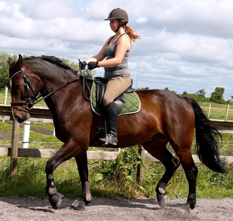Dansk Varmblod Urkon af Enggaarden billede 8