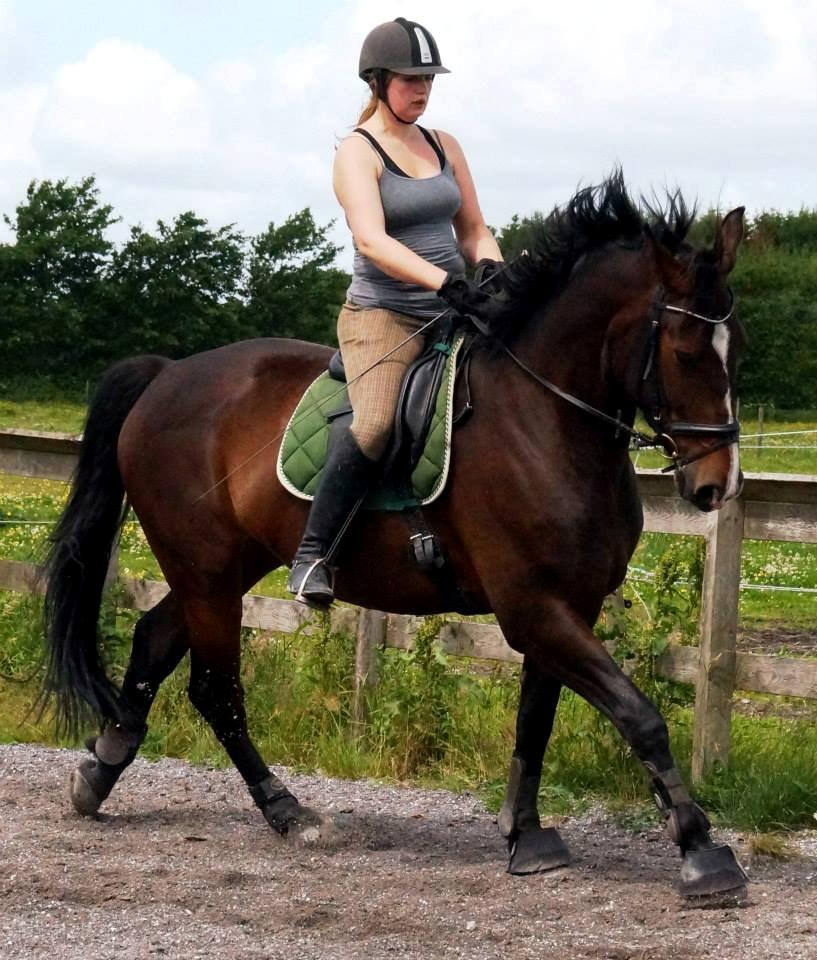 Dansk Varmblod Urkon af Enggaarden billede 9