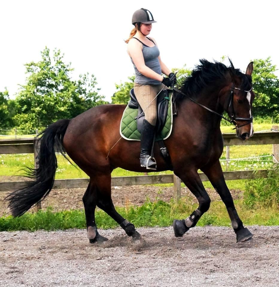 Dansk Varmblod Urkon af Enggaarden billede 10