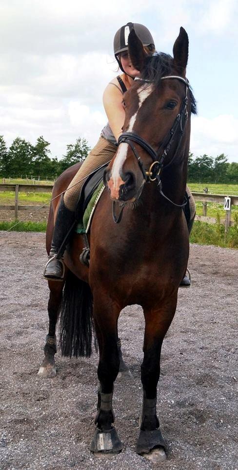 Dansk Varmblod Urkon af Enggaarden billede 12