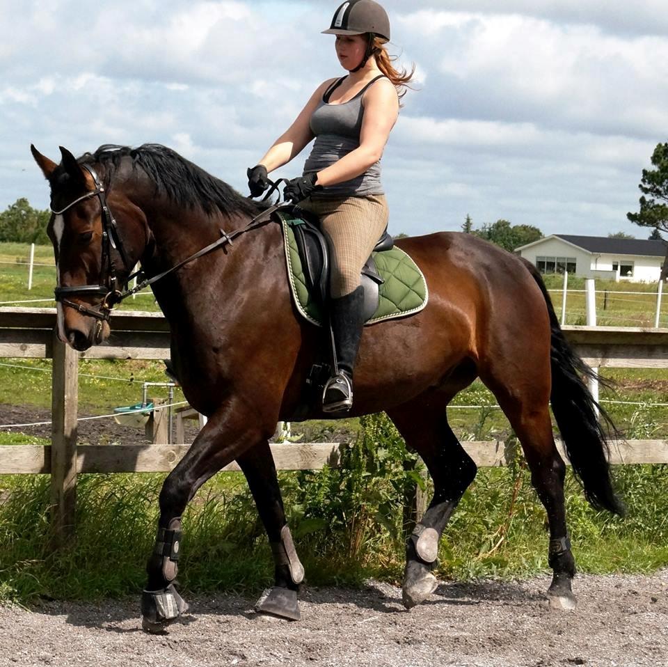 Dansk Varmblod Urkon af Enggaarden billede 13