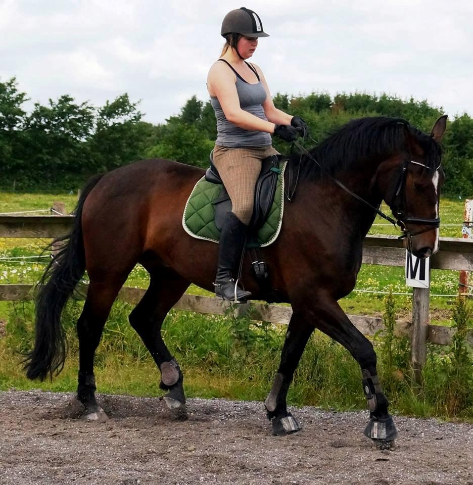 Dansk Varmblod Urkon af Enggaarden billede 14