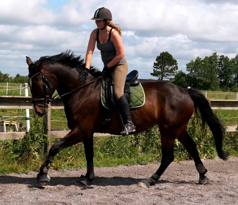 Dansk Varmblod Urkon af Enggaarden billede 15