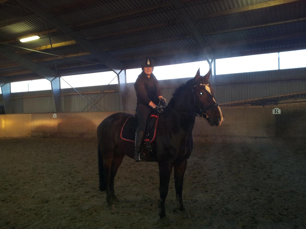 Dansk Varmblod Urkon af Enggaarden billede 16