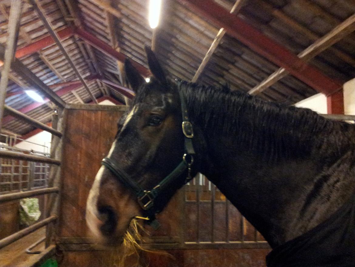 Dansk Varmblod Urkon af Enggaarden billede 17