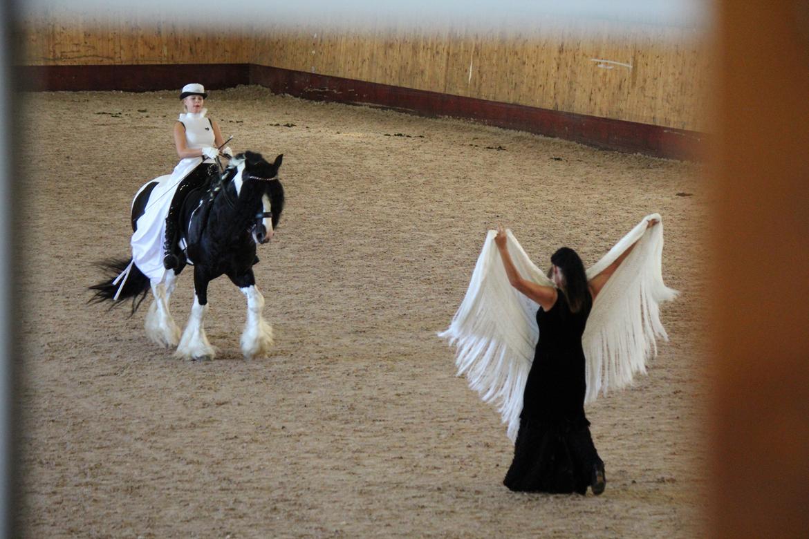 Drumhorse Lord Korpus King Keen - Godkendt i EU og GCDHA billede 23