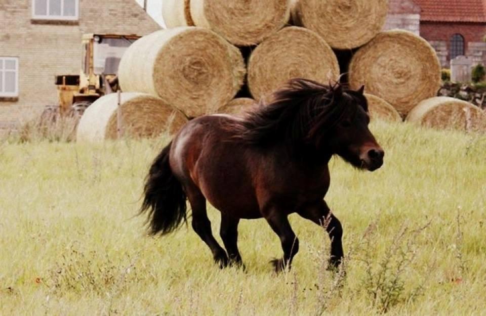 Shetlænder Dalbo´s Warrior - Walle manden <3 - September 2013 billede 28